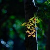 早朝にて