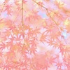 秋模様