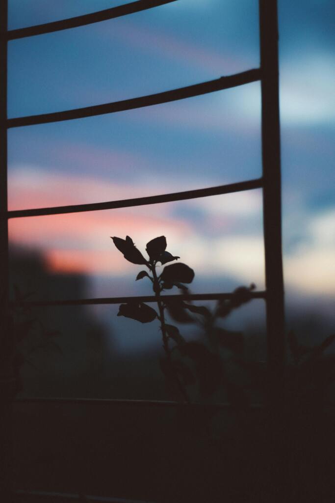 花　日暮れ