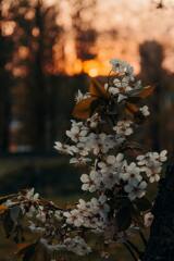 花　夕