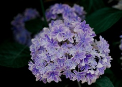 紫陽花