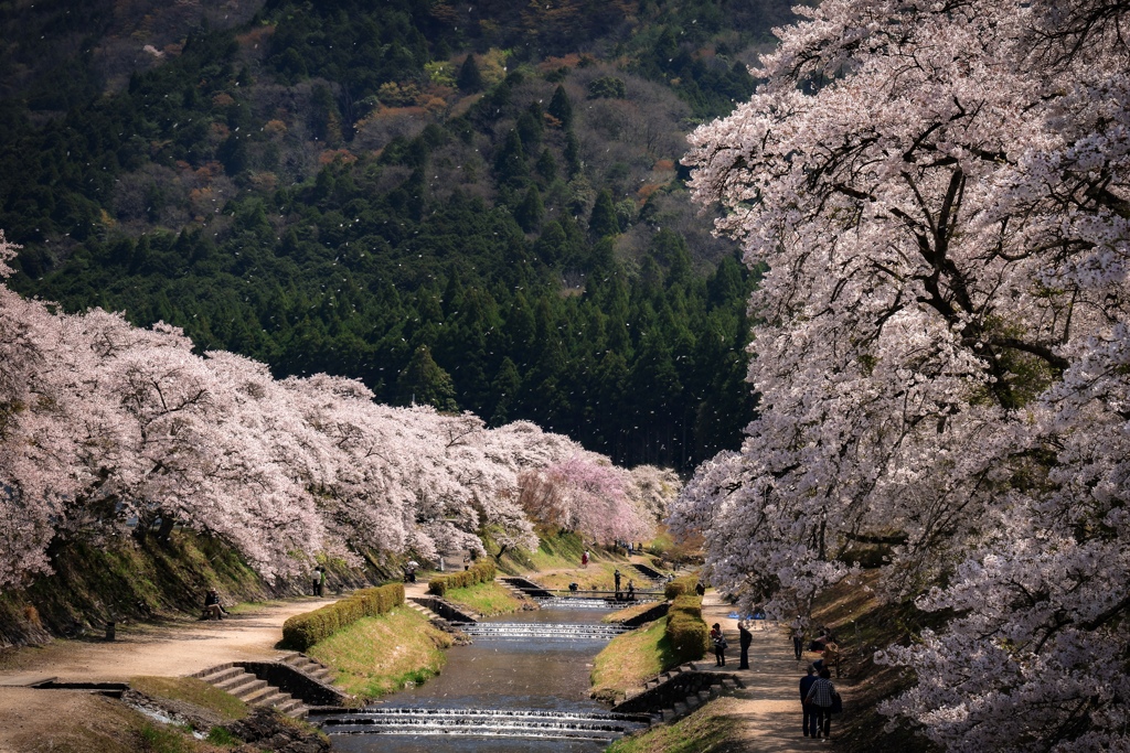 桜舞い散る