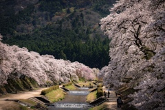 桜舞い散る