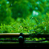 雨宿り