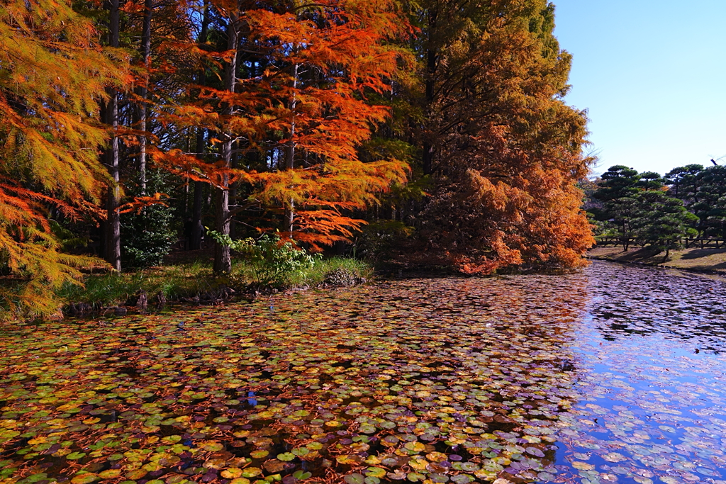 メタセコイヤ色づく