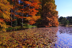 メタセコイヤ色づく