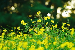 コスモス コスモス