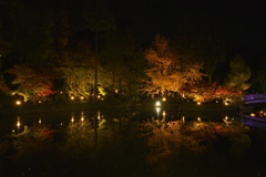 紅葉ライトアップ