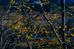 咲き始めたロウバイ