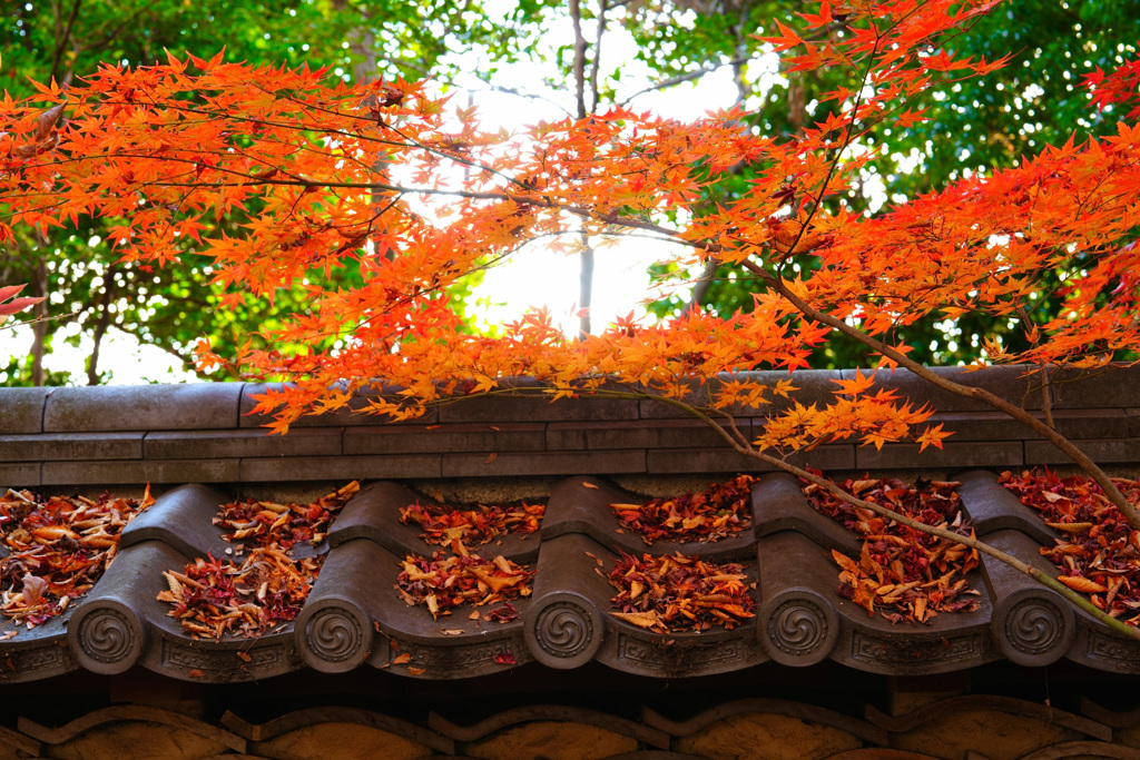 紅葉と古瓦