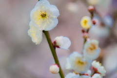 梅花Ⅳ