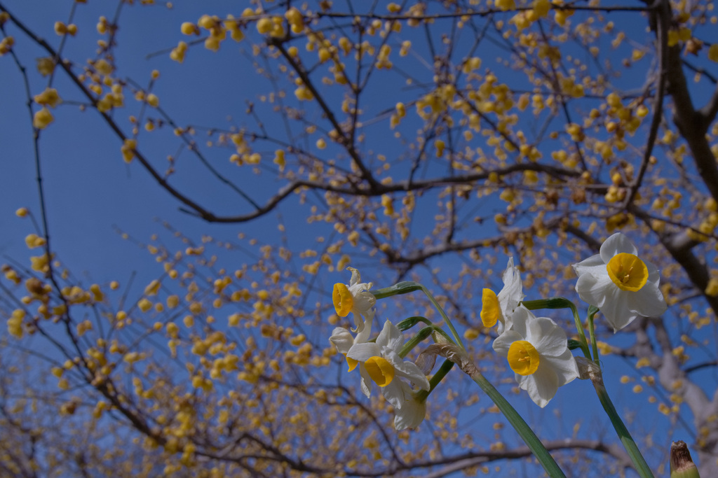 早春の彩り