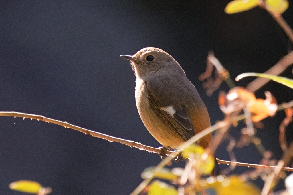 ジョウビダキ雌