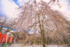 桃色に誘われて・・