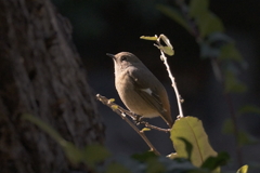 ジョウビダキ雌