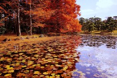 池に映る赤メタセコイヤと赤水連の葉
