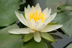 睡蓮