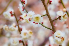 梅花Ⅴ