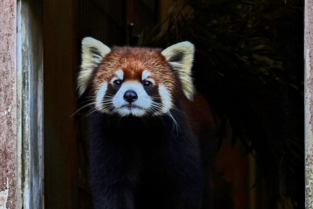 レッサーパンダ