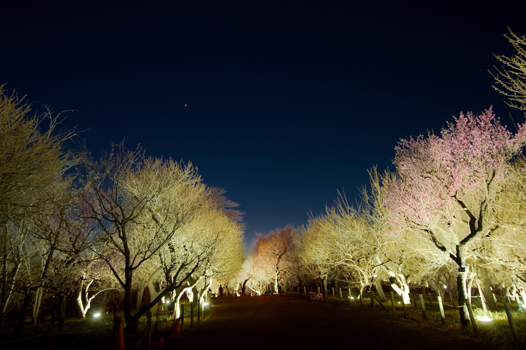 夜の梅花