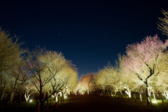 夜の梅花