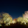 夜の梅花