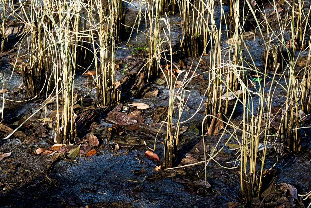 孫生え（ひこばえ）