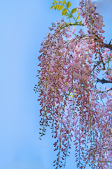 藤の花咲きはじめた