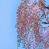 藤の花咲きはじめた