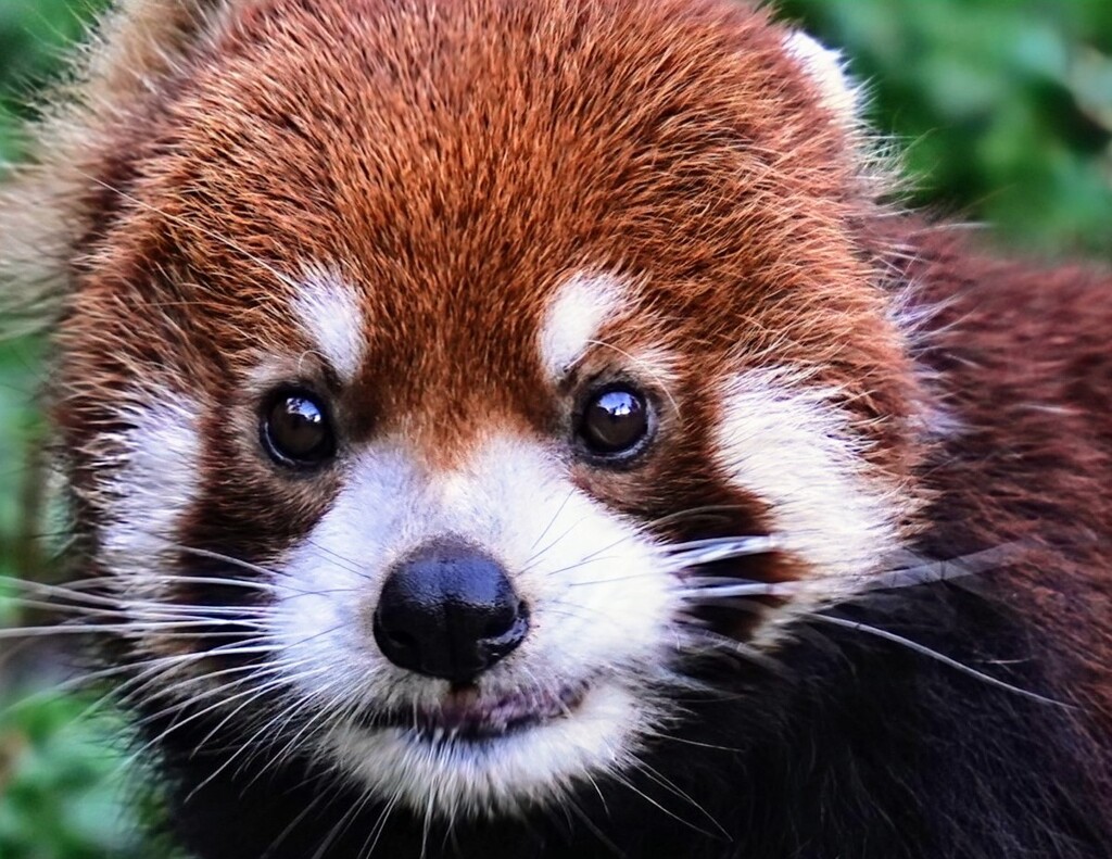 レッサーパンダ