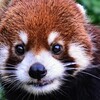 レッサーパンダ