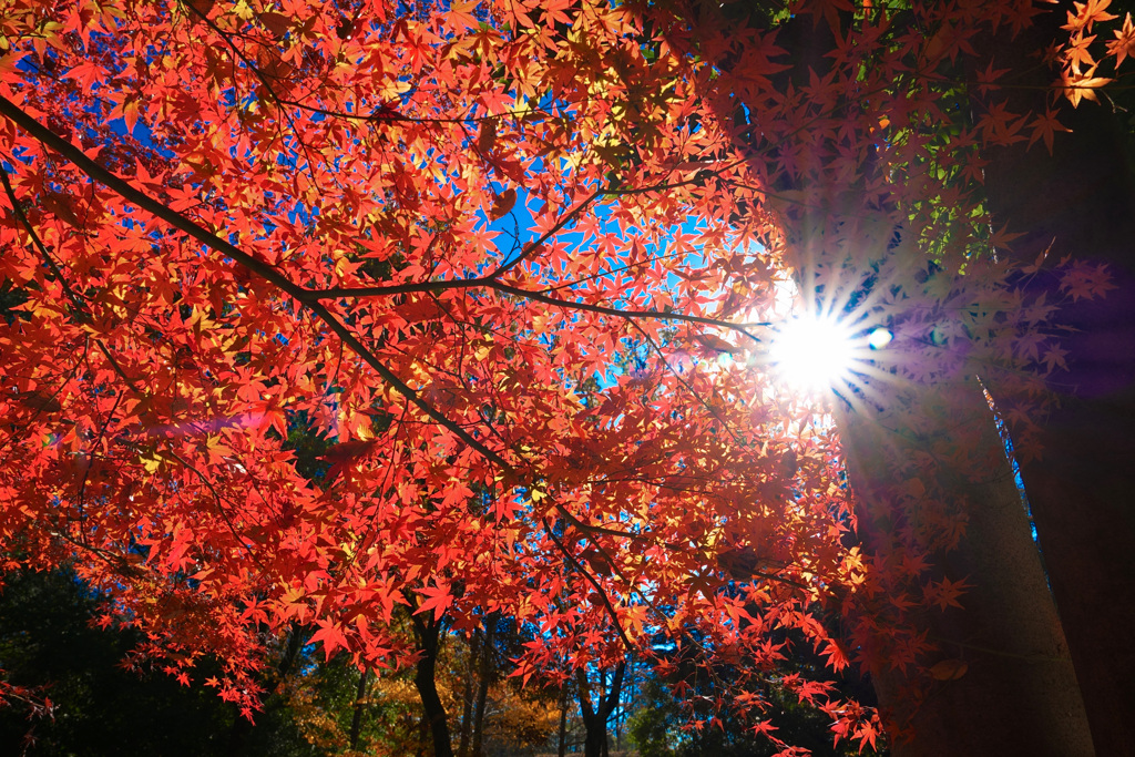 光芒、秋を貫く