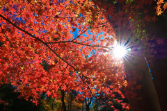 光芒、秋を貫く