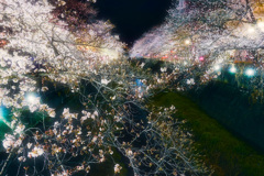 夜桜