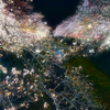 夜桜