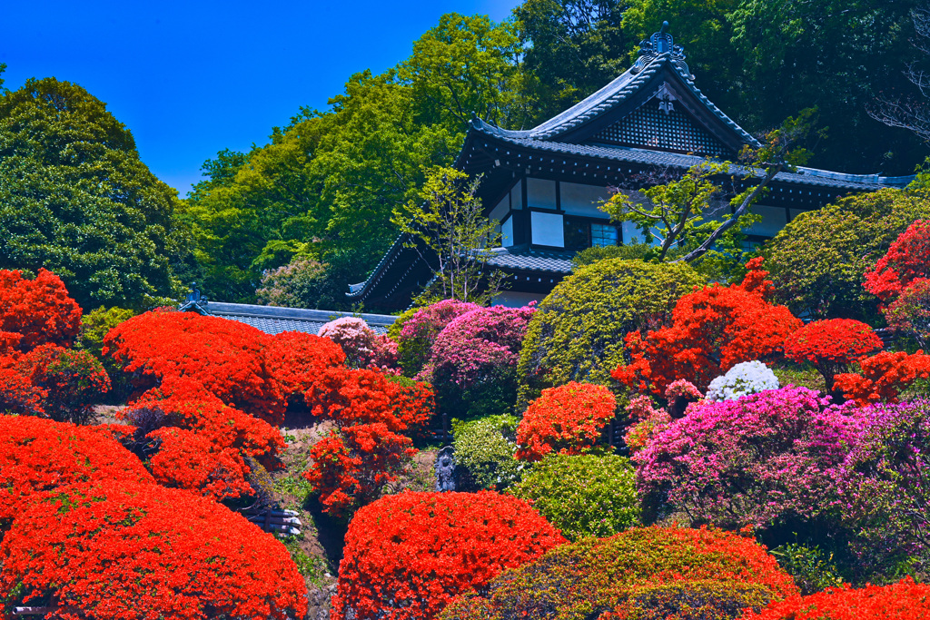 つつじ寺