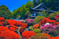 つつじ寺