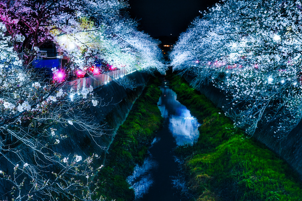 夜桜
