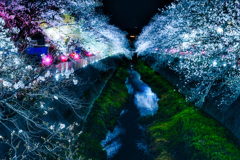 夜桜
