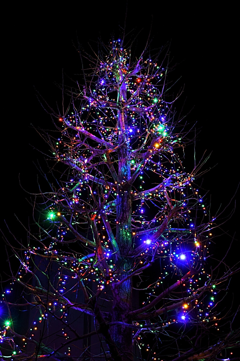 クリスマスツリー