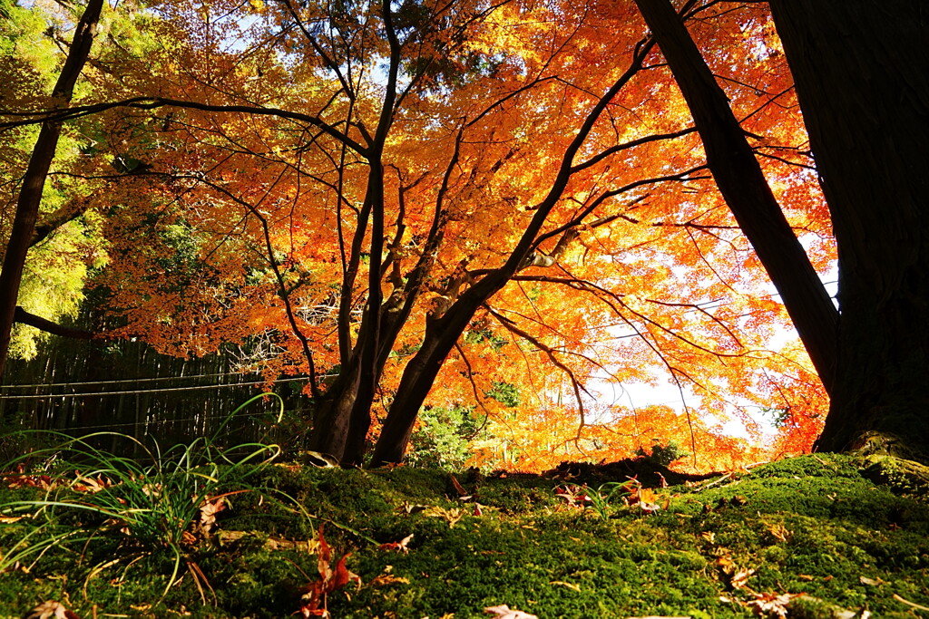 苔と紅葉