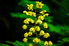 ジャケツイバラの花