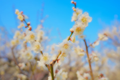 梅花Ⅲ