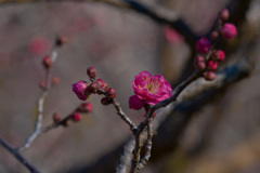 梅も咲き始めました。