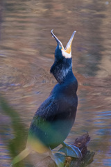 カワウの大きな欠伸