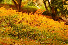 つつじの紅葉