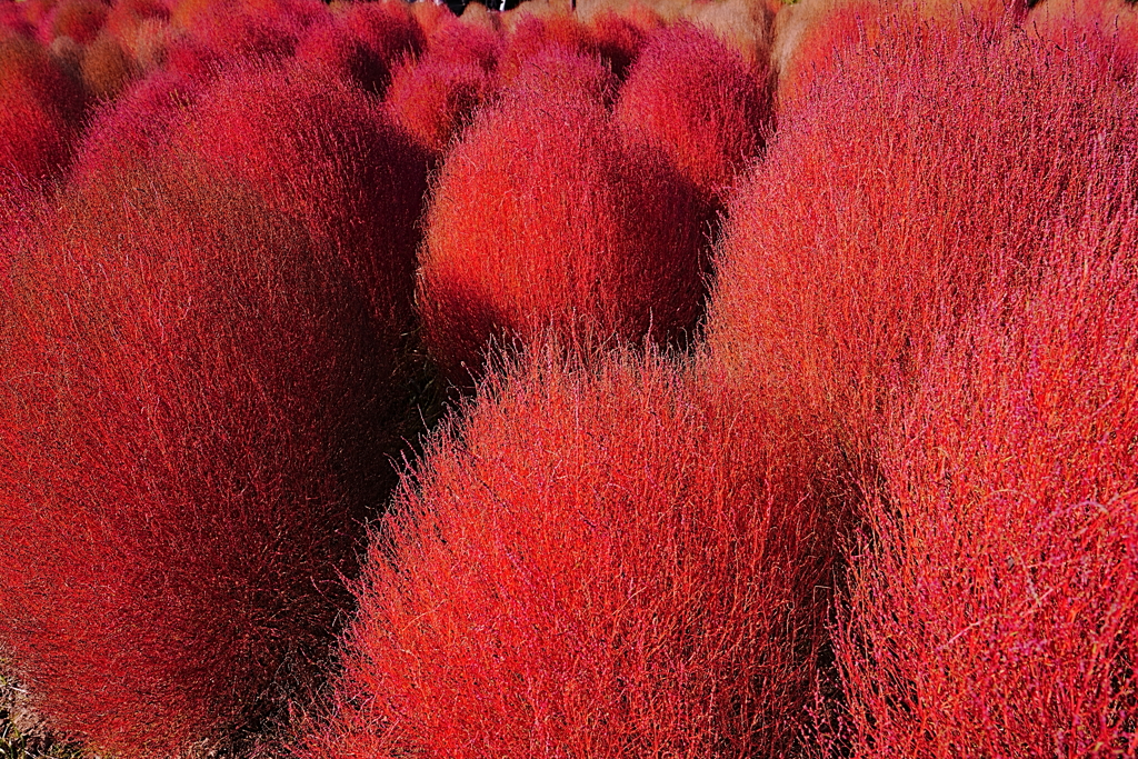 赤の世界