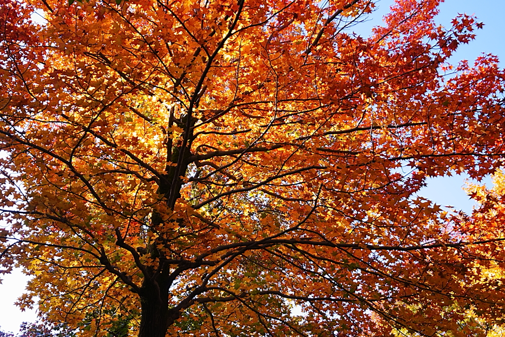 秋色のスペクトル