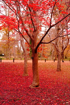 紅葉の座