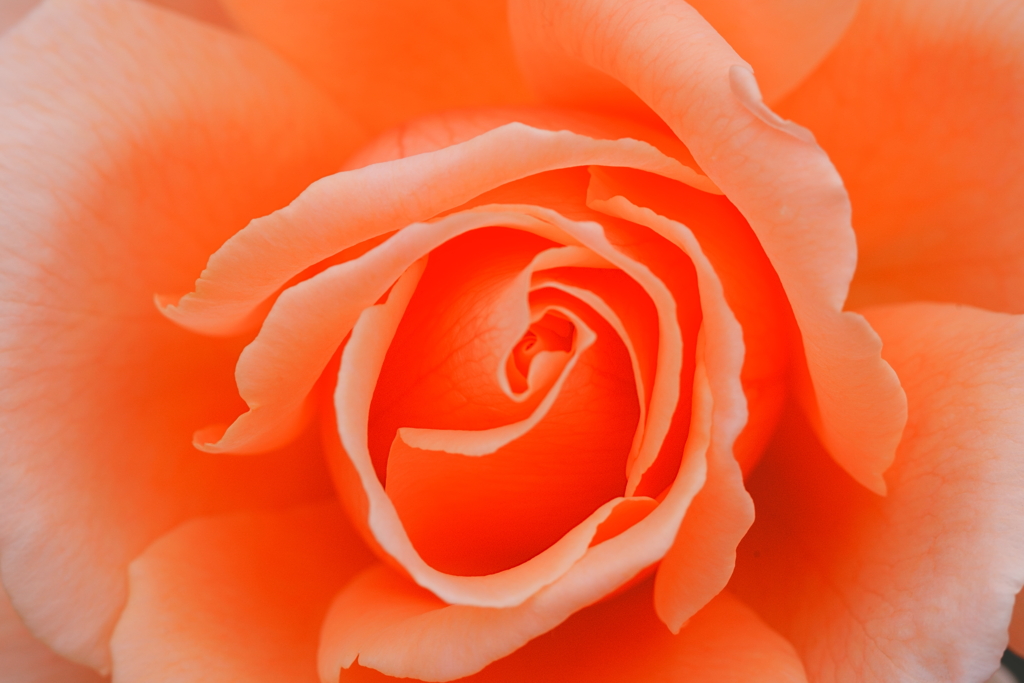 やわらかな渦に、心をゆだねる